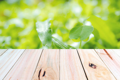 Close-up of green leaves on wood