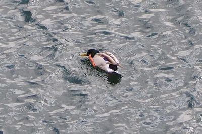 High angle view of duck swimming in lake