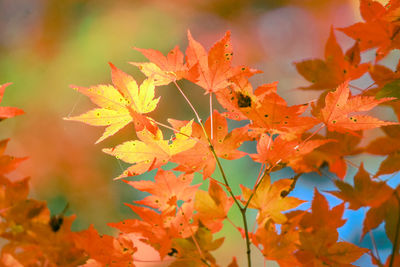 Close-up of maple leaves on plant