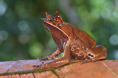 Close-up of a lizard on rock