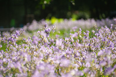 Close-up of purple flowering plants on field