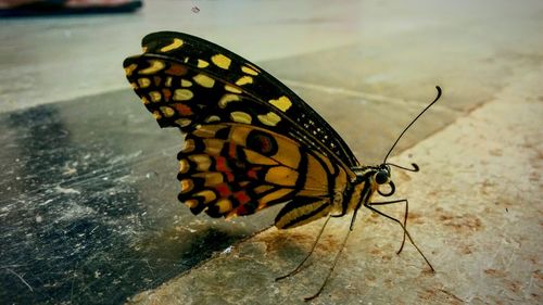 Close-up of butterfly