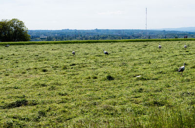 View of birds grazing in grassy field