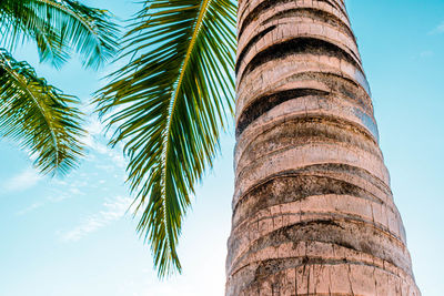 Low angle view of palm tree against sky