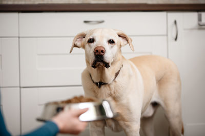 Close-up of dog