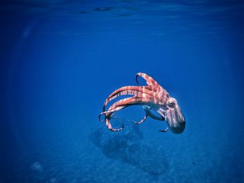 Close-up of octopus dancing in sea.