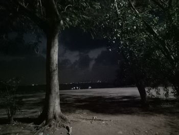 Trees against sky at night