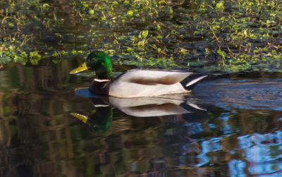 Swan swimming in lake