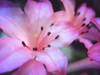 Close-up of pink flower