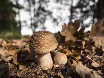 Close-up of mushrooms on field in forest