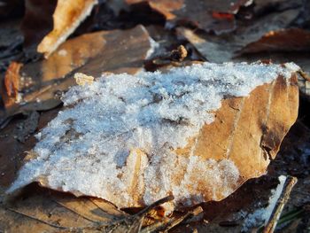 High angle view of frozen leaves during winter