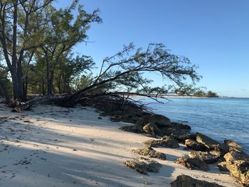 Trees on beach against clear sky