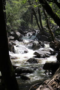 Scenic view of waterfall in forest