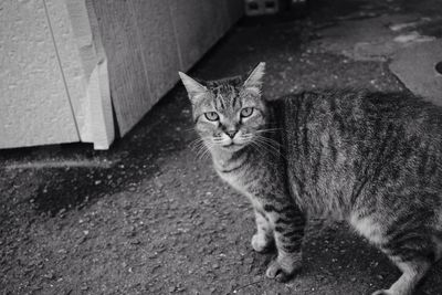 Portrait of tabby cat on street