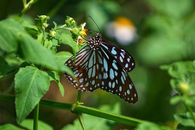 Close-up of butterfly pollinating flower