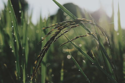 Close-up of wet crop on field during rainy season