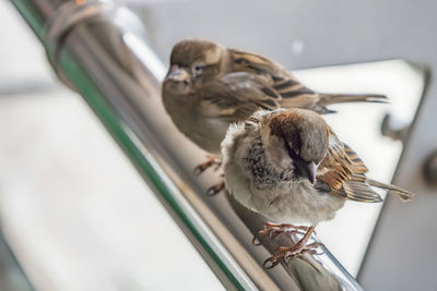 Close-up of a bird