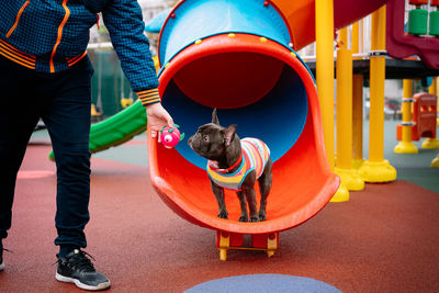 Low section of man with french bulldog dog standing at playground