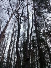 Low angle view of trees in forest against sky