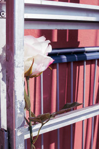Close-up of red flower on window against building