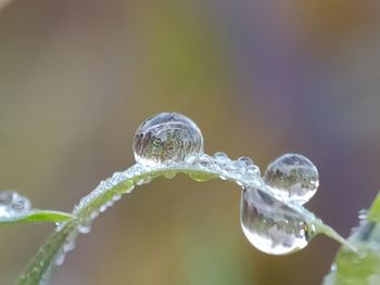 Close-up of water drops on plant during rainy season