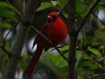 Close-up of a bird perching on branch