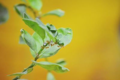 Close-up of plant against yellow background