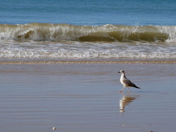 Seagull on beach