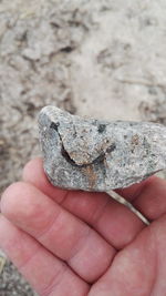 Close-up of lizard