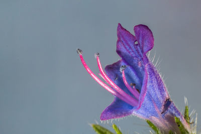 Close-up of purple flowering plant