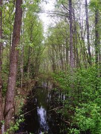 Trees in forest