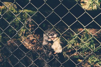 Animal seen through chainlink fence