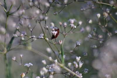 Close-up of cherry blossoms in spring