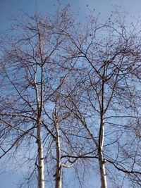 Low angle view of bare tree against blue sky