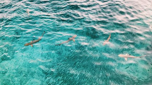 High angle view of sharks swimming in the ocean 