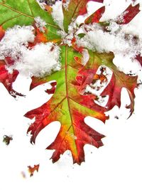 Close-up of maple leaf in water