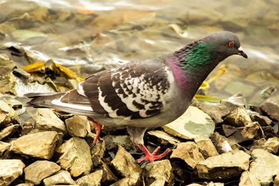 Close-up of pigeon on rock