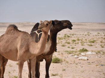 Ego clash with two camels