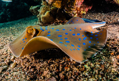 Blue spotted stingray in the red sea eilat israel - a.e