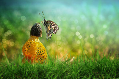 Butterfly pollinating on flower over grassy field