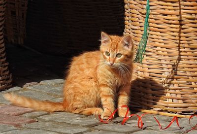 View of cat sitting next to basket