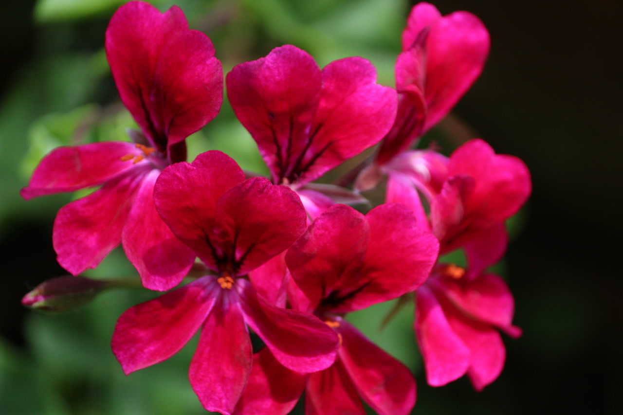 CLOSE-UP OF PINK ROSE FLOWERS