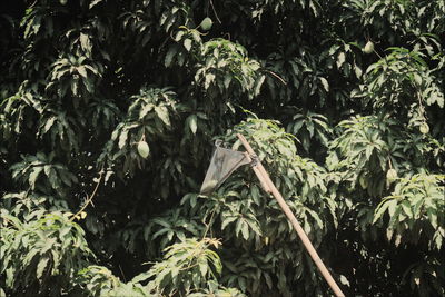 Close-up of plants