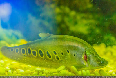 Close-up of fish swimming in sea