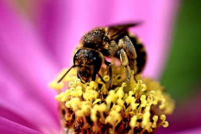 Close-up of bee pollinating on purple flower
