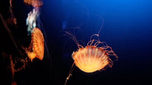 Close-up of jellyfish swimming in sea