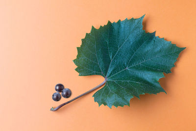 Close-up of green leaves on table against orange background