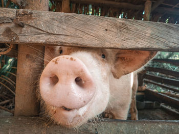 Close-up of an animal pen