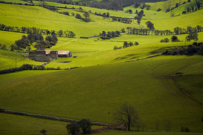 Scenic view of agricultural landscape