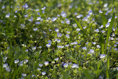 Close-up of white flowering plants on field